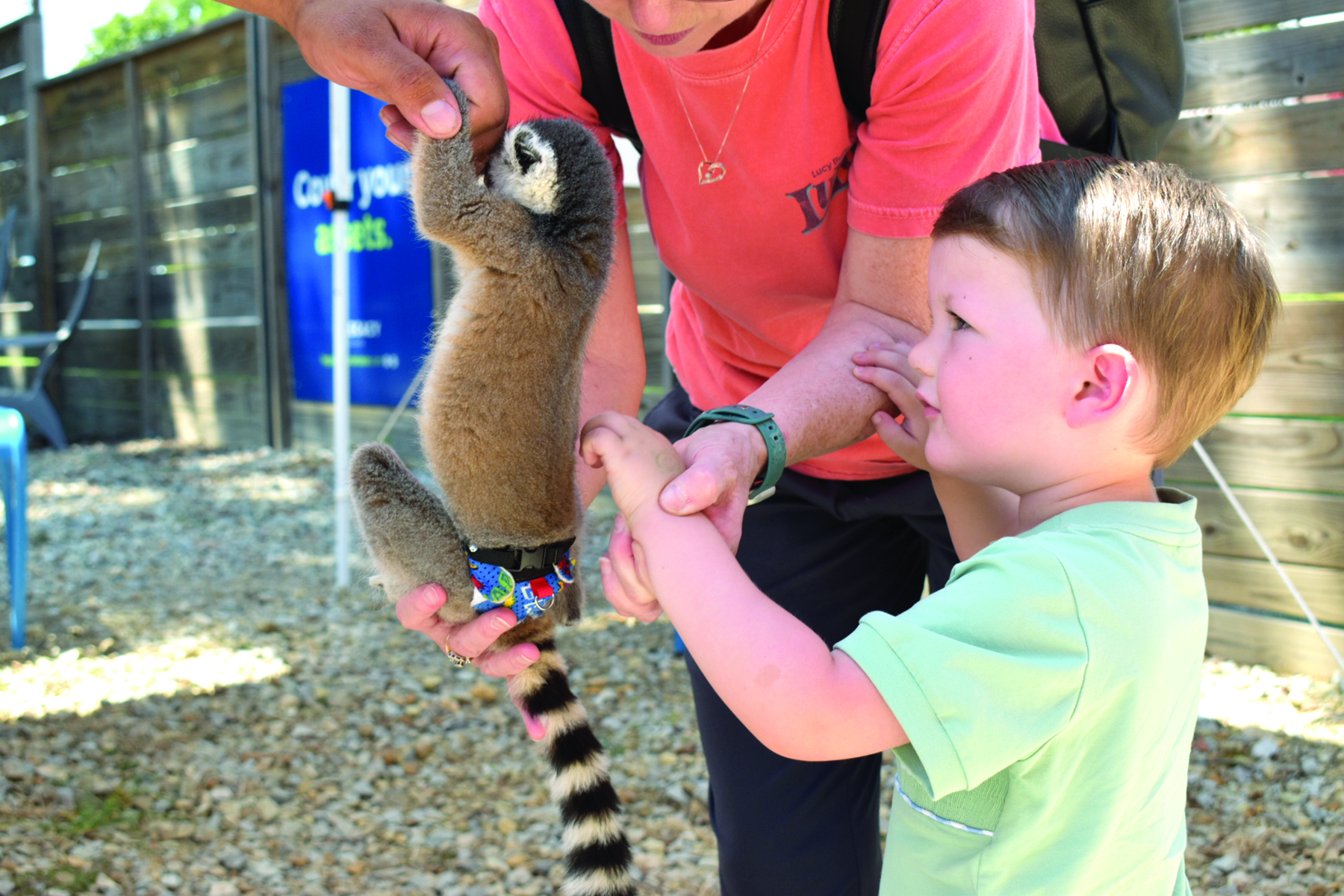 Lollies & Lemurs at Huntington Square